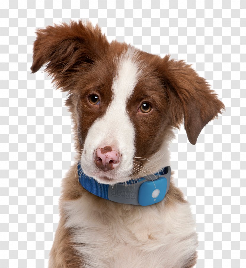 Decoding Your Dog: Explaining Common Dog Behaviors And How To Prevent Or Change Unwanted Ones Border Collie Puppy Bark Transparent PNG