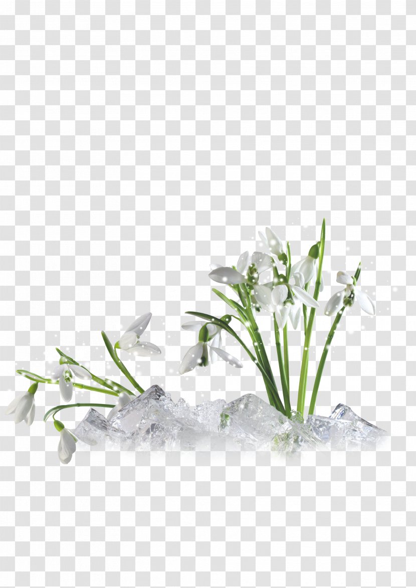 March 8 International Women's Day Holiday Woman - Flower - 8march Transparent PNG