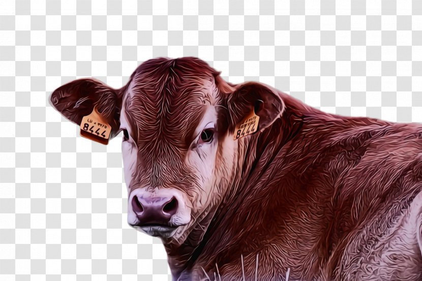 Bovine Calf Dairy Cow Livestock Cow-goat Family - Snout Transparent PNG