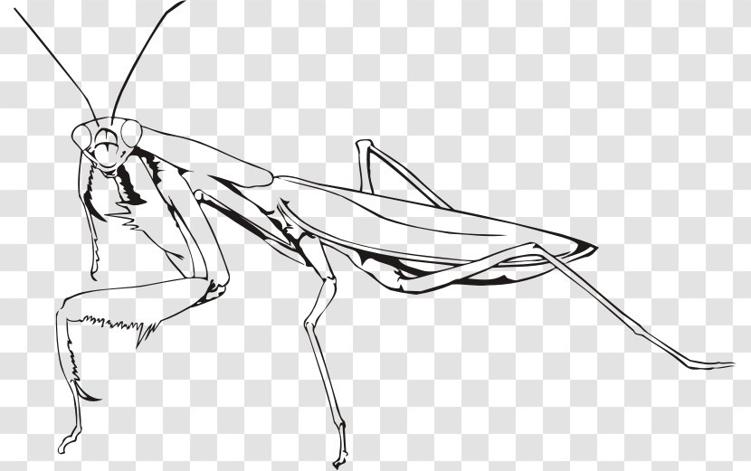 Mantis Praying Insect Transparent PNG