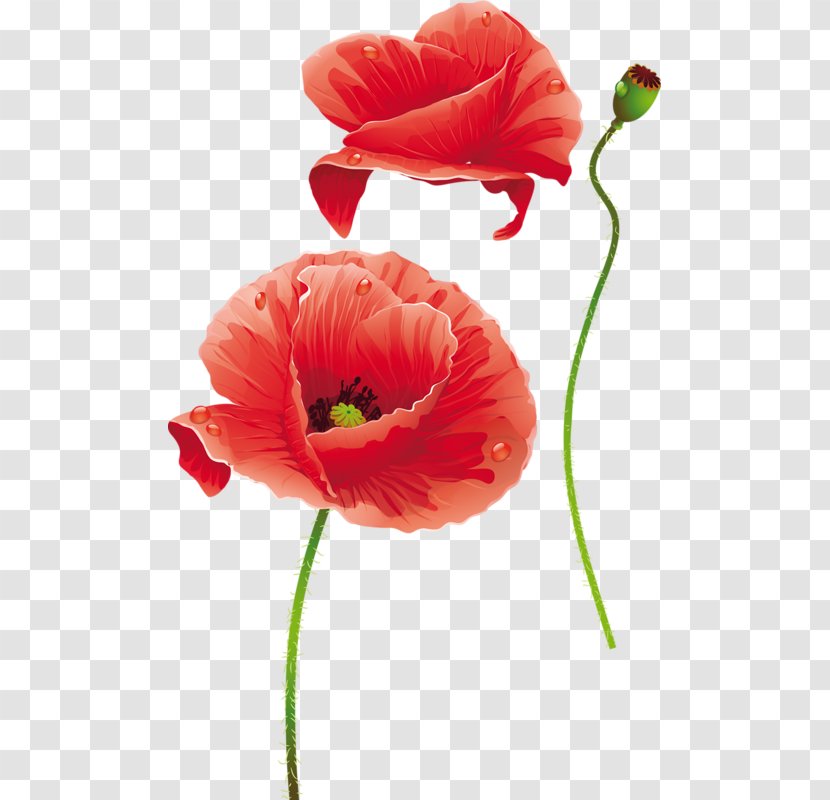 Flower Poppy Photography - Family Transparent PNG