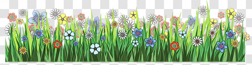 Plant Grass Flower Grass Family Wildflower Transparent PNG