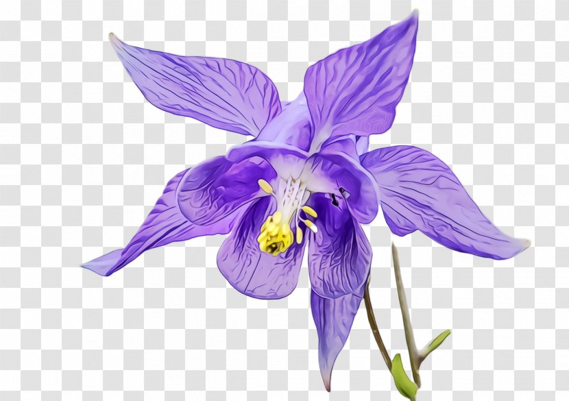 Flower Flowering Plant Violet Purple - Viola - Iris Transparent PNG