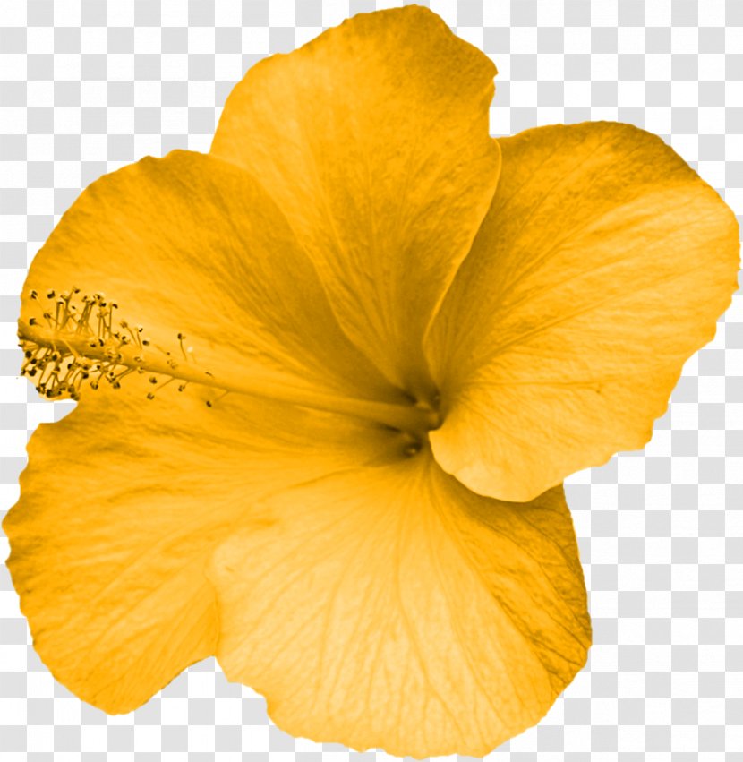 Flower Yellow Mallows Petal - Violet - YELLOW Transparent PNG