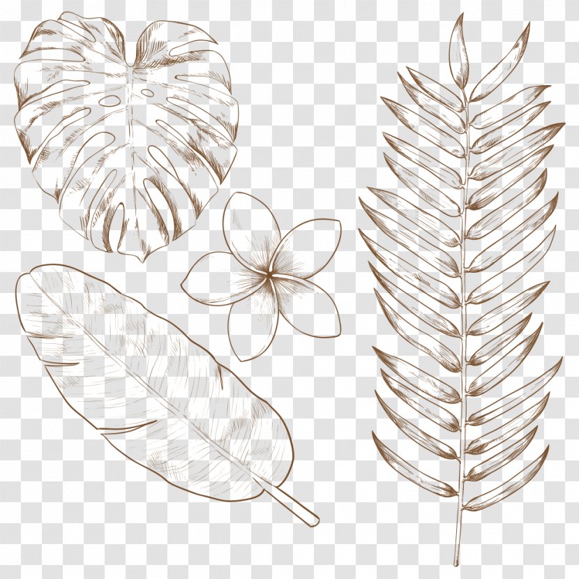 Tropics Drawing Leaf - Tropical Climate - Plants Transparent PNG