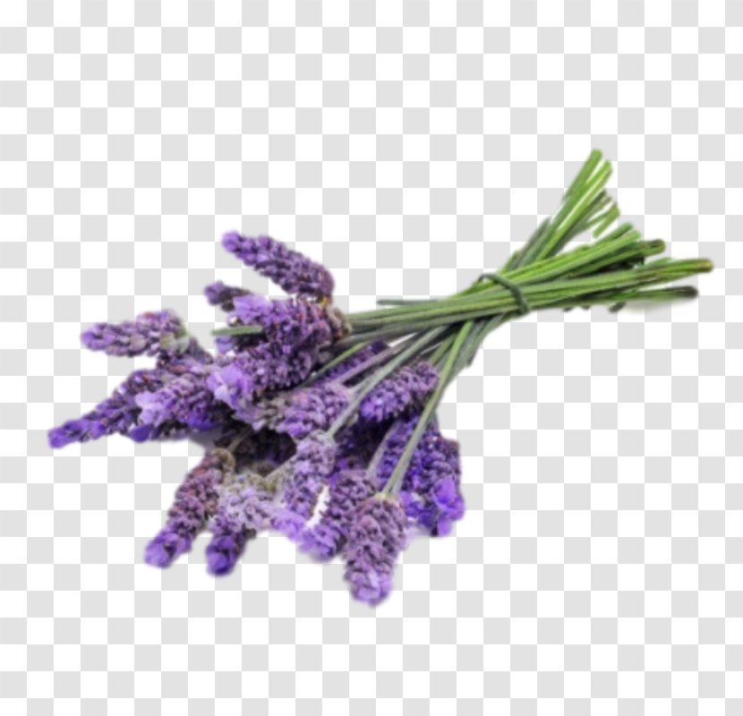Essential Oil Lavender DoTerra Perfume - Herb Transparent PNG