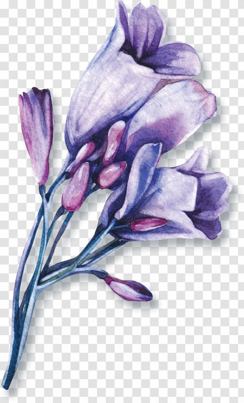 Lip Google Images Purple Search Engine - Petal - Watercolor Flowers Transparent PNG