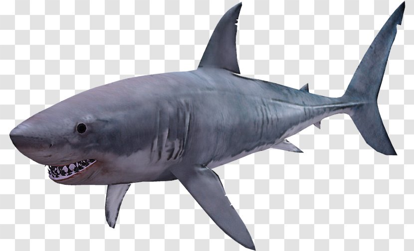 Shark - Tiger - Requiem Lamnidae Transparent PNG