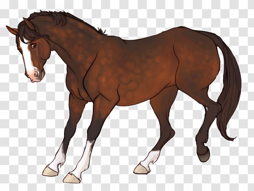 Foal Horse Mane Pony Rein - Harnesses Transparent PNG