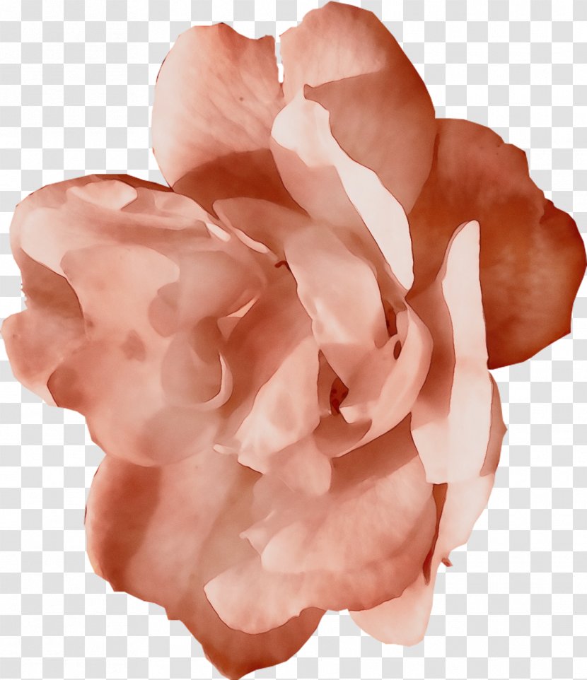 Garden Roses - Rose Family - Peach Transparent PNG