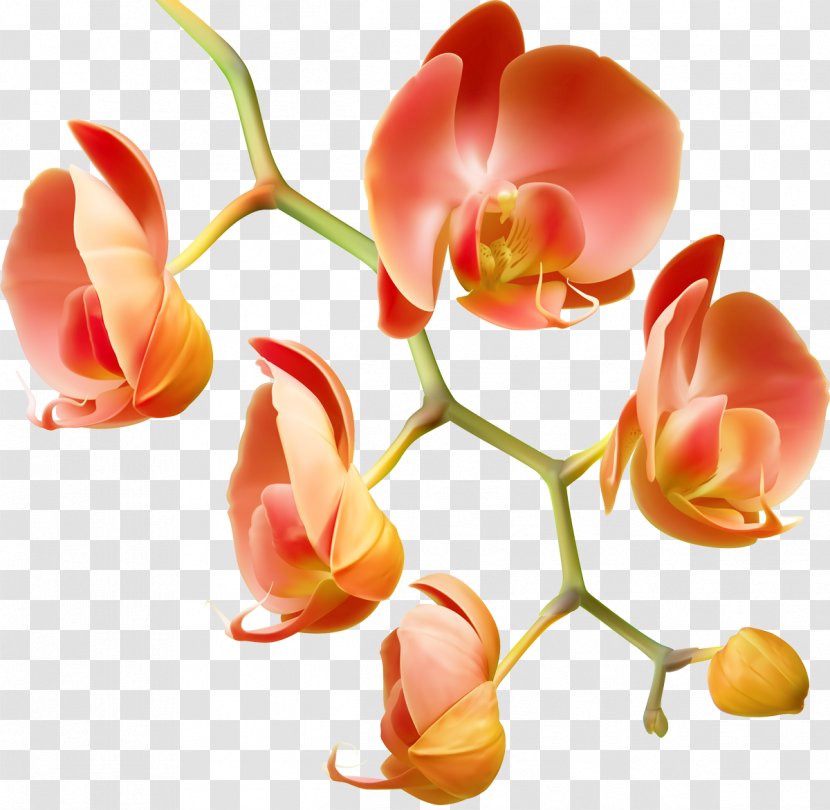 Orchids Flower Water Plant Garden Roses - Moth Orchid Transparent PNG