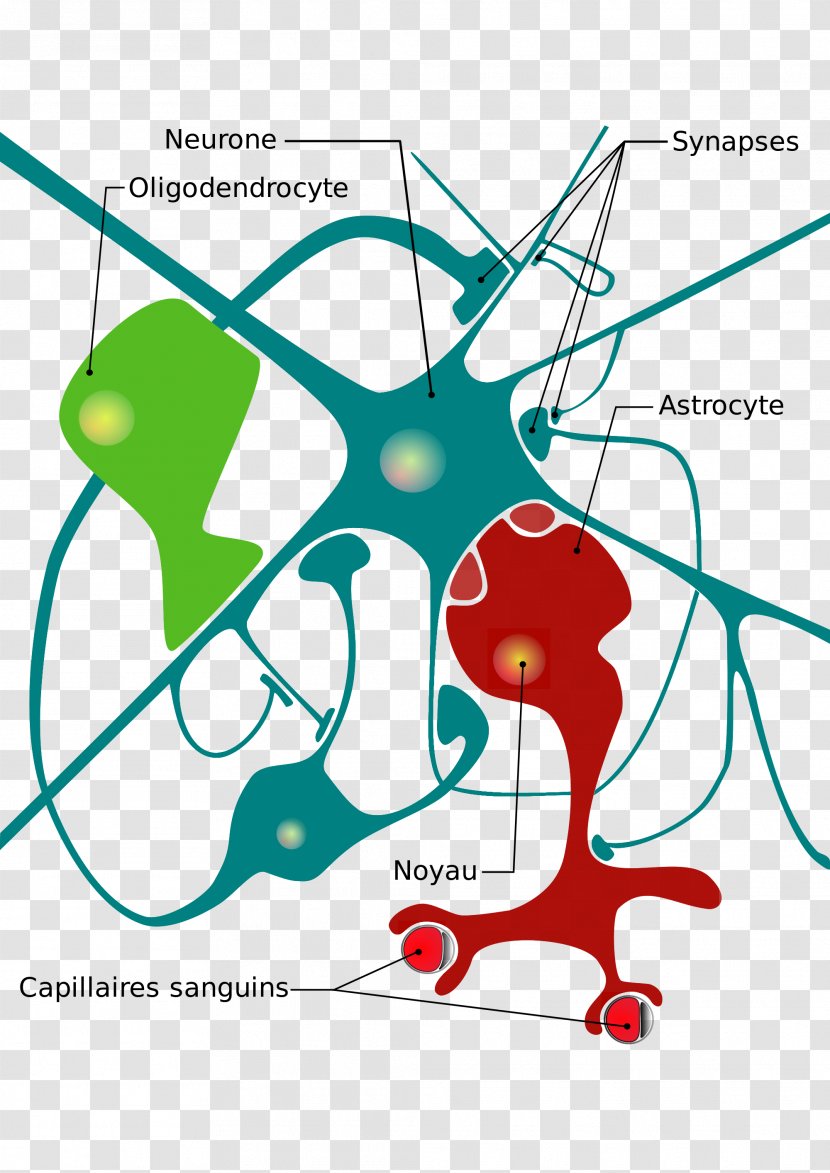 Nervous System Neuroglia Neuron Cell Diagram - Flower Transparent PNG