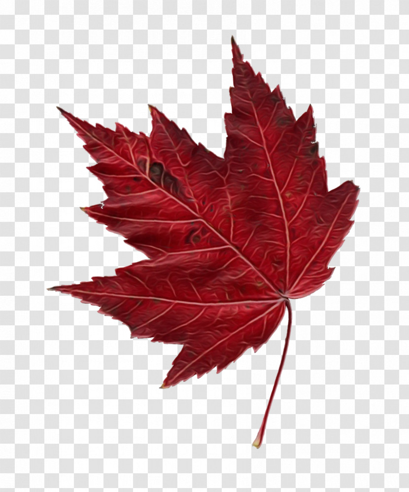 Leaf Maple Leaf / M Maple Tree Plant Transparent PNG