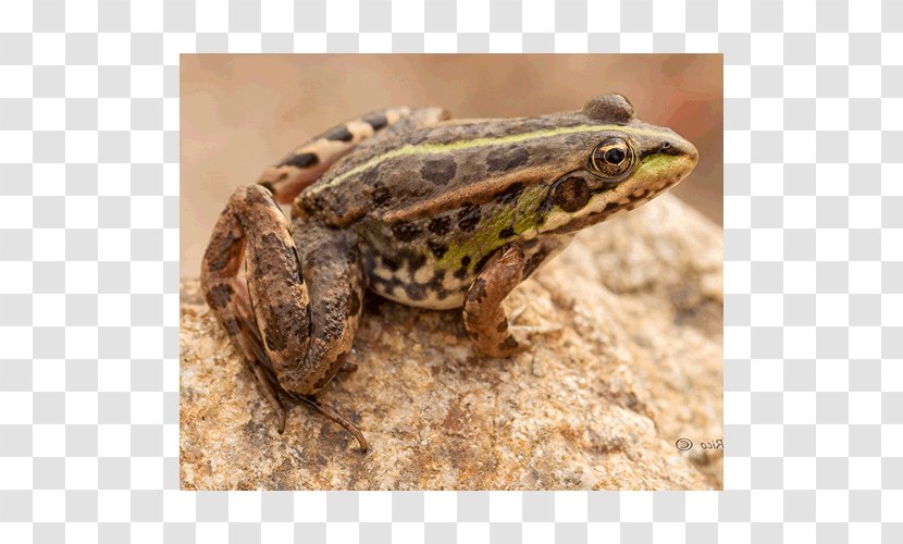 American Bullfrog True Frog Toad Reptile Terrestrial Animal - Amphibian Transparent PNG