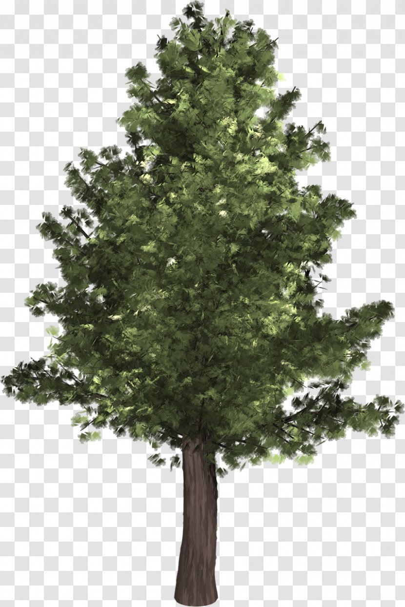 Populus Alba Nigra Tree Clip Art - American Sycamore - Pine Transparent PNG