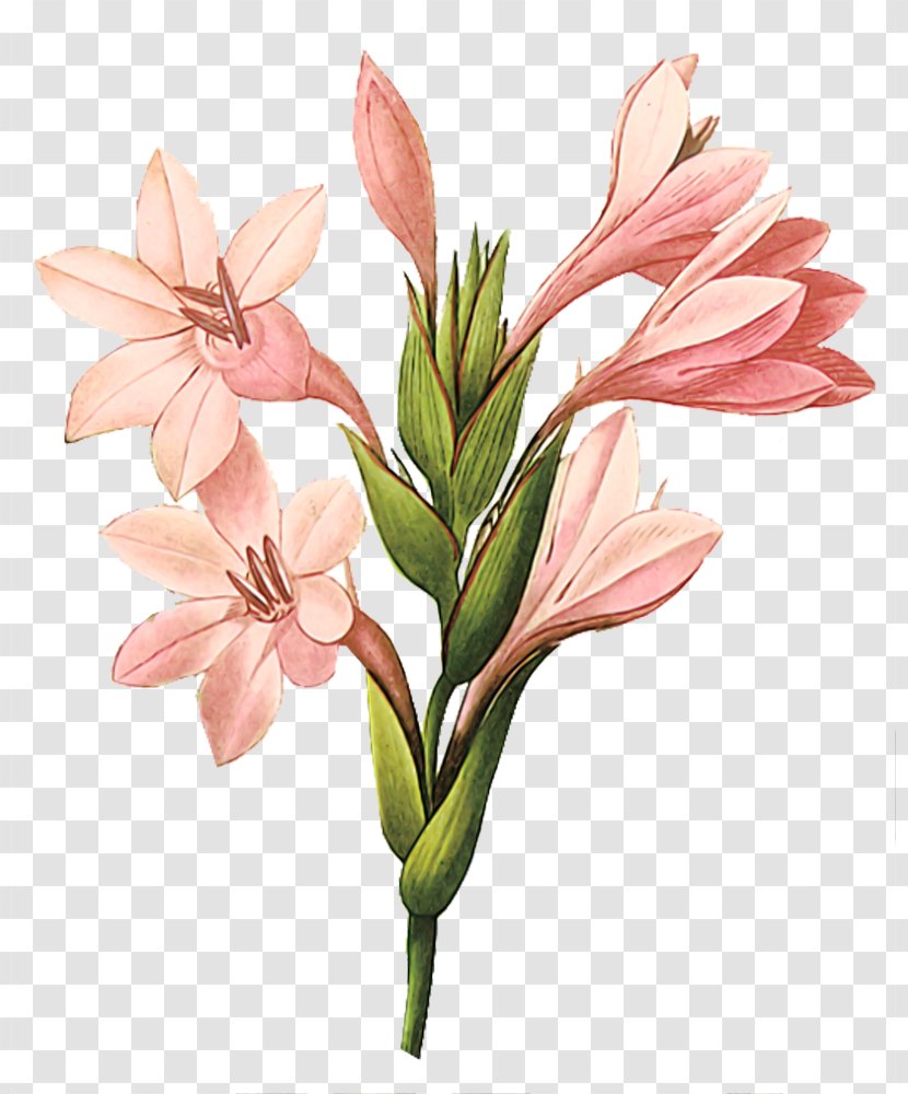Gladiolus Printmaking Botanical Illustration Printing Art - Watercolor Painting - Decorative Beautiful Bouquet Of Pink Transparent PNG