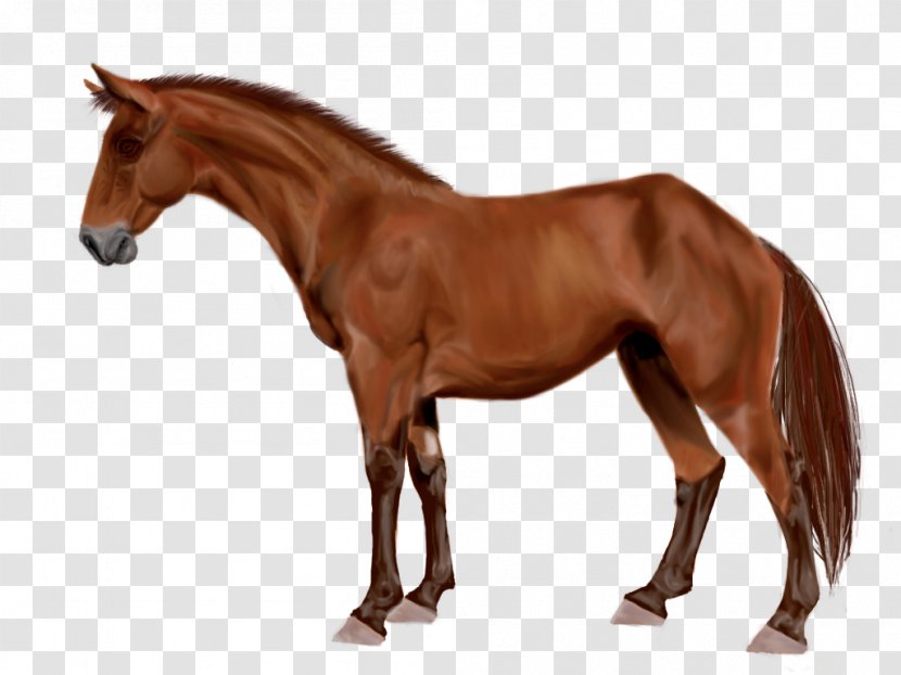 Mare Arabian Horse Stallion Australian Stock Mustang - Rein - Watercolor Transparent PNG