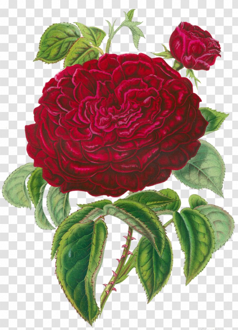 Centifolia Roses Garden Flower Clip Art - Rose - Vintage Floral Transparent PNG