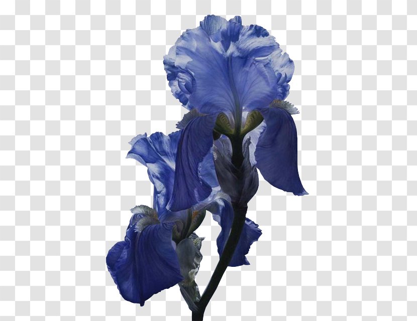 Flower Iris Versicolor Iridaceae Blue Poppy Transparent PNG