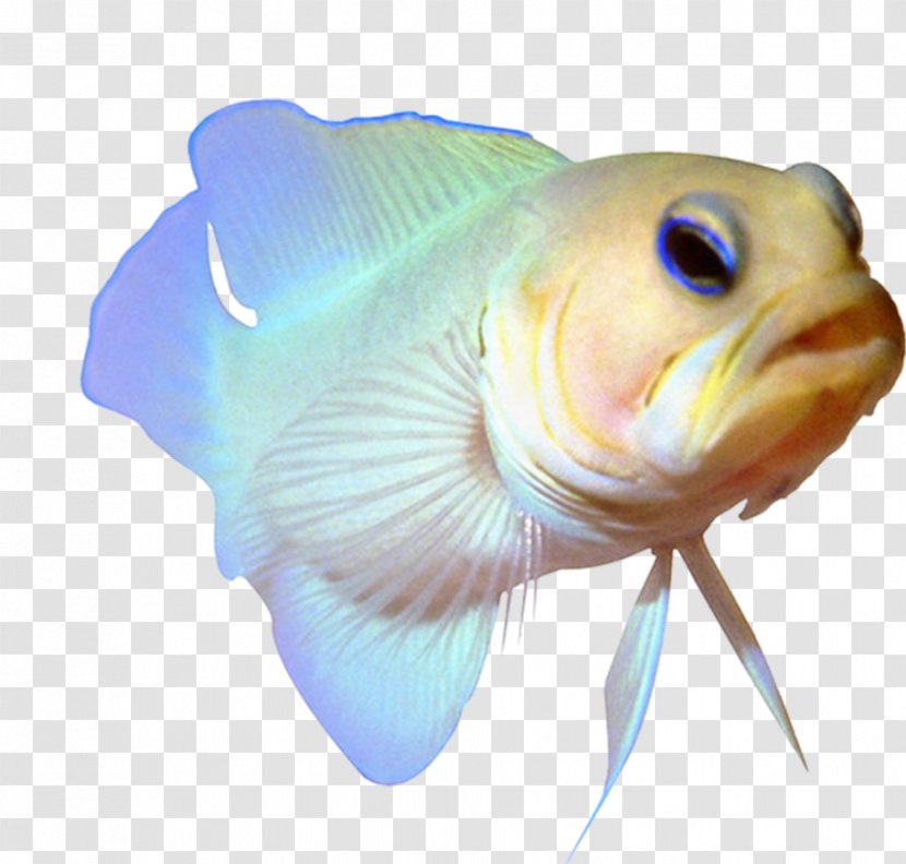 Tropical Fish Download Adobe Photoshop - Aquarium Transparent PNG