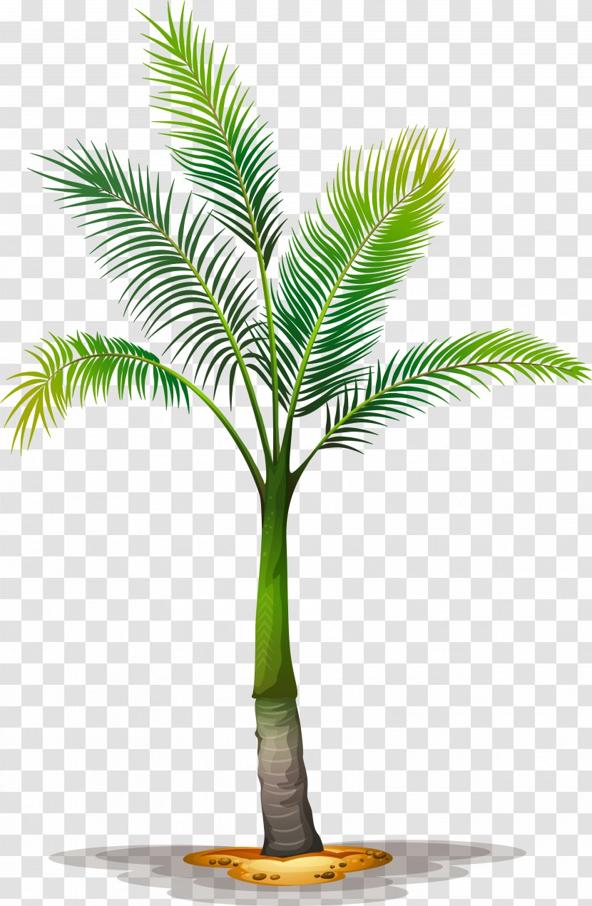 Clip Art Vector Graphics Palm Trees Illustration - Coconut - Tree Transparent PNG