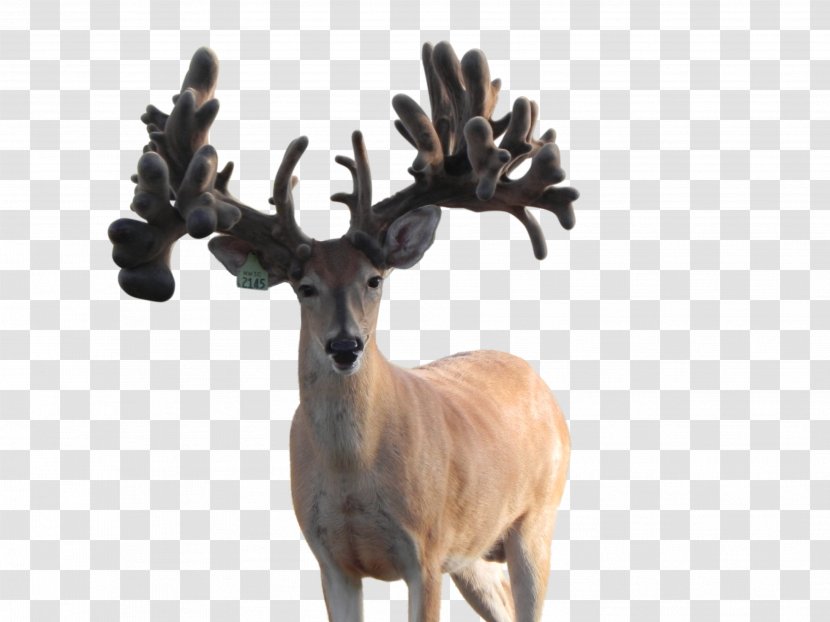 Reindeer White-tailed Deer Antler Wildlife Transparent PNG