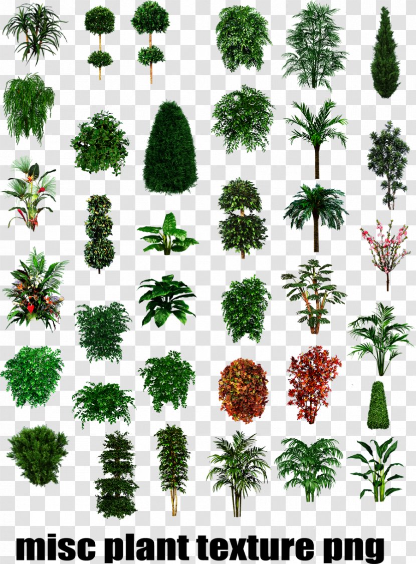 Tropical Plant Types Shrub Tree - Deciduous Transparent PNG