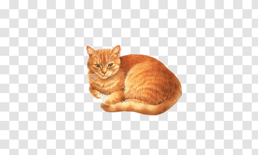 Birman Abyssinian Kitten Dog Clip Art - Orange Cat Tummy Transparent PNG