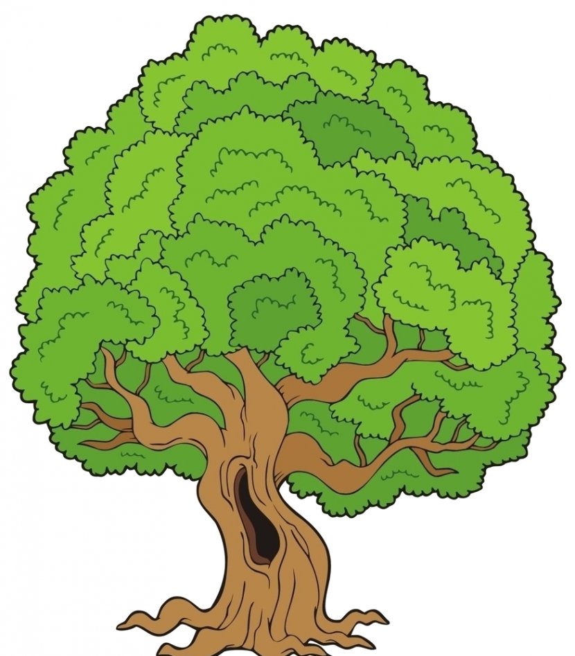 Drawing Cartoon Tree Clip Art - Illustrator Transparent PNG
