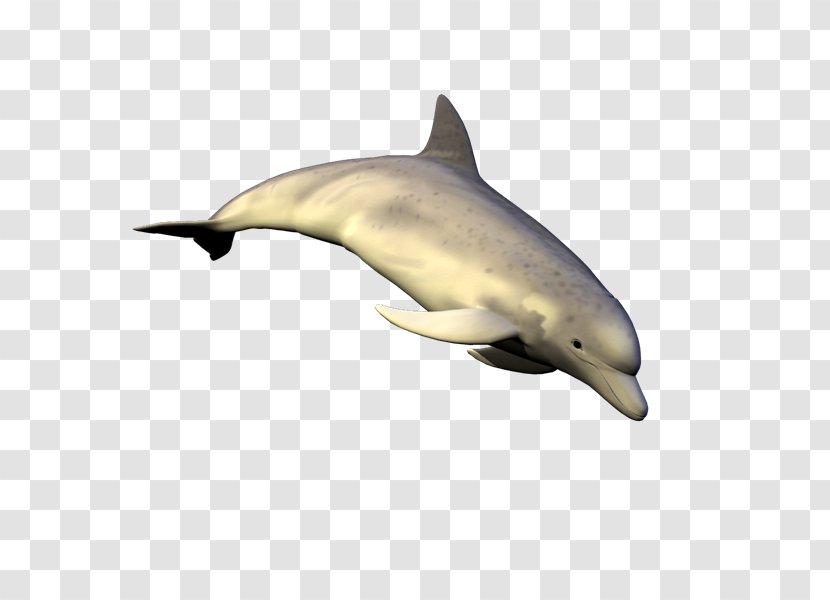 Striped Dolphin Common Bottlenose Short-beaked Tucuxi Rough-toothed - Shortbeaked - Ku Transparent PNG