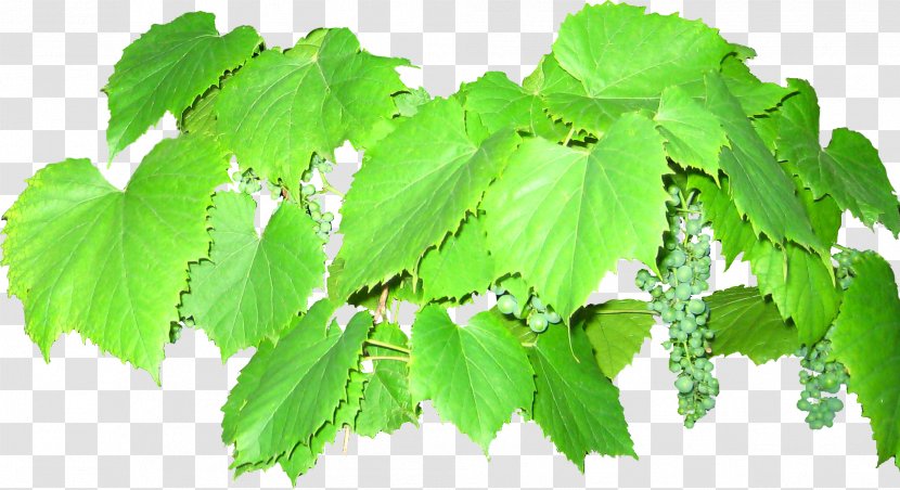 Common Grape Vine Leaves Euclidean Vector - Tree - Grapes Transparent PNG
