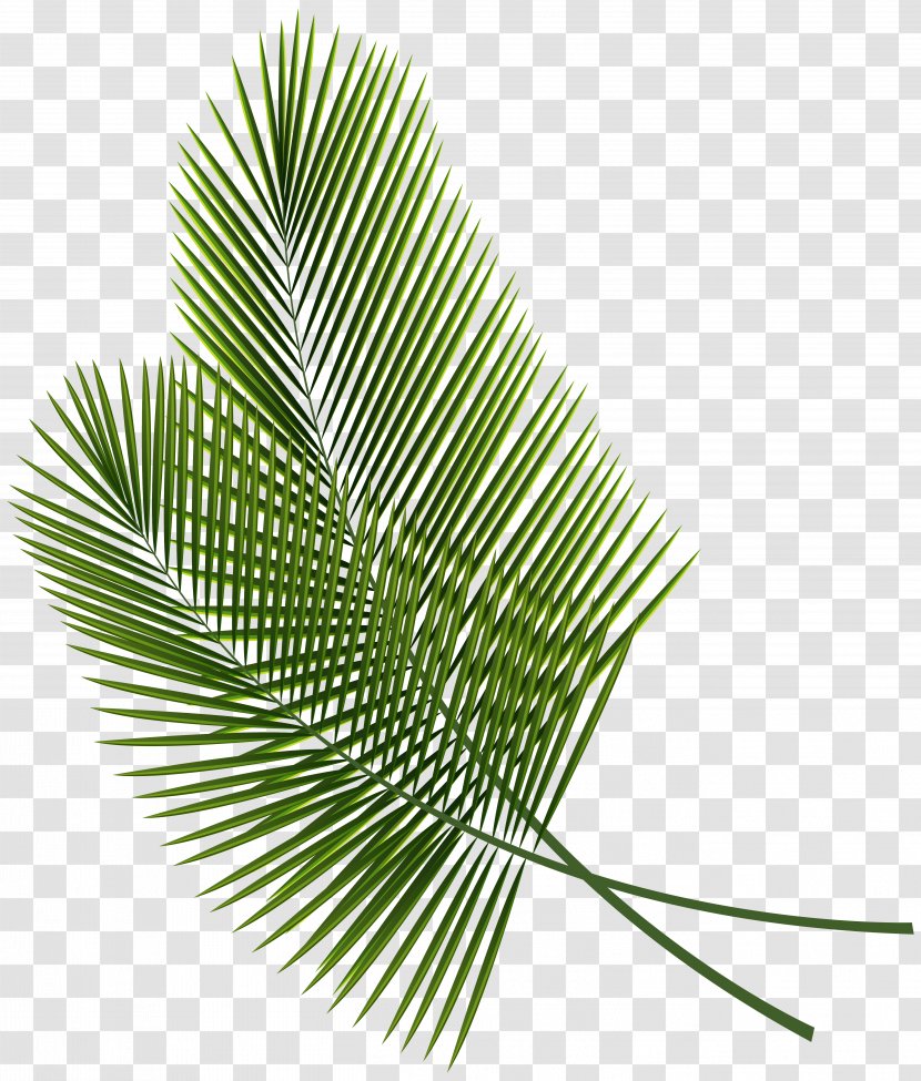 Leaf Arecaceae Palm Branch Clip Art - Grass - Tropical Transparent PNG