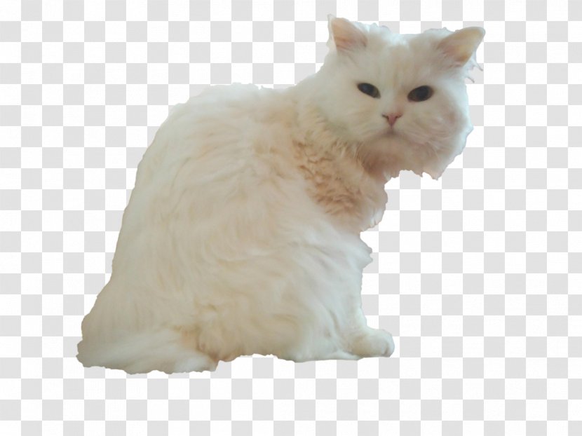 Persian Cat British Semi-longhair Asian Whiskers Minuet - Like Mammal - Kitten Transparent PNG