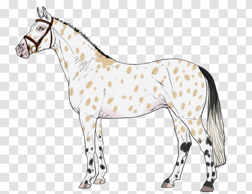 Pony Mustang Foal Mare Stallion Transparent PNG