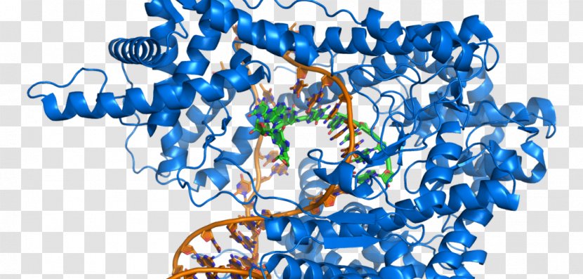 Biochemistry DNA Medicine Nucleic Acid Genetics - Branch - Science Transparent PNG