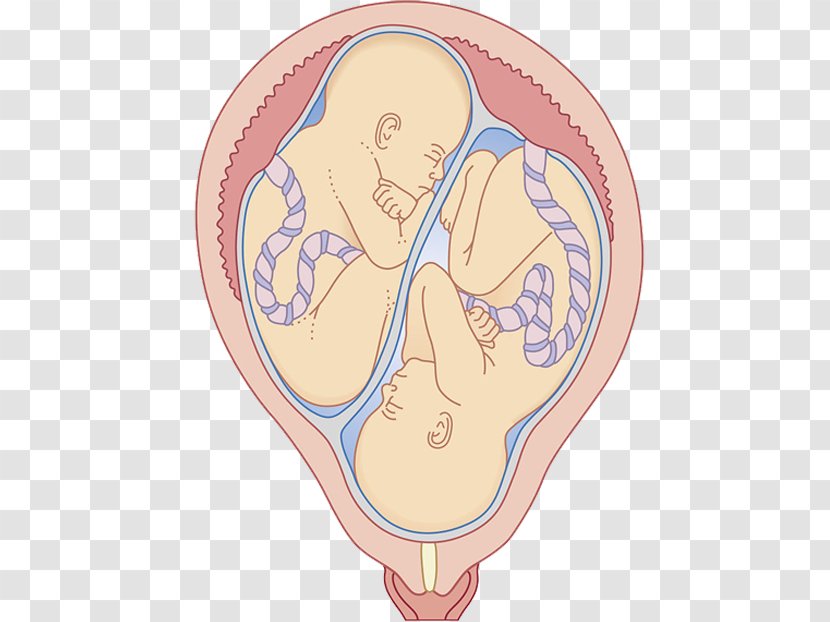 Twin Uterus Umbilical Cord Pregnancy Fertilisation - Frame - Embryo Transparent PNG
