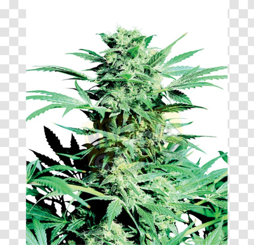 Skunk Mahadeva Cannabis Sensi Seeds Marijuana - Hemp Transparent PNG