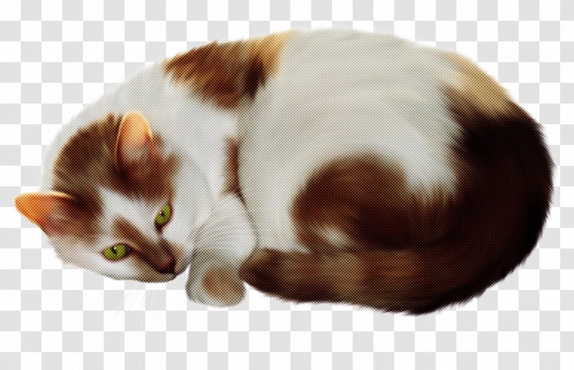 Cat Small To Medium-sized Cats Kitten - Mediumsized Transparent PNG