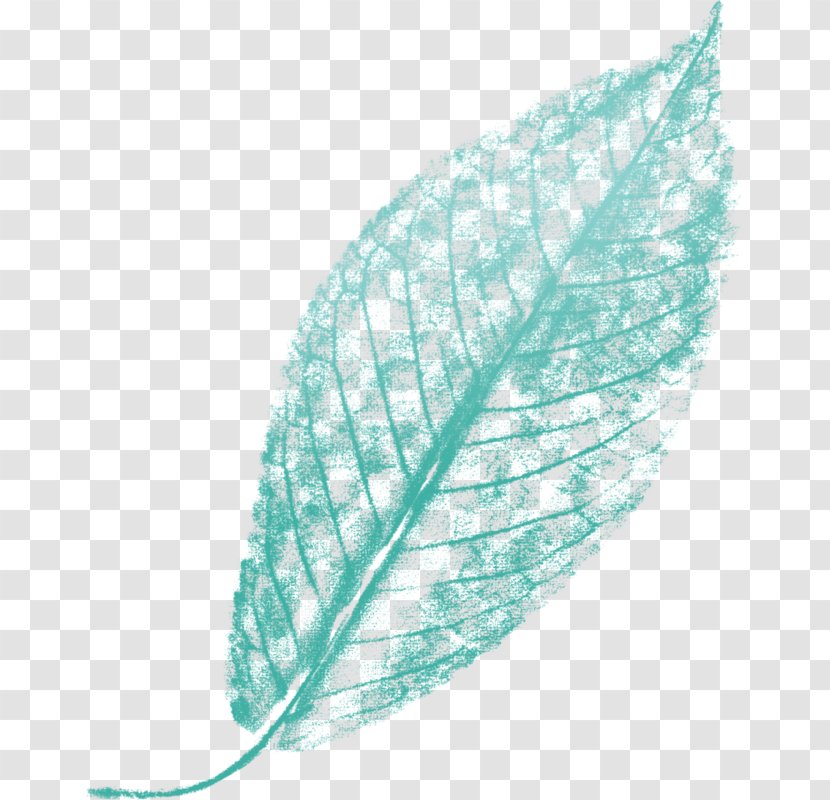 Leaf Turquoise Line Feather - Organism Transparent PNG