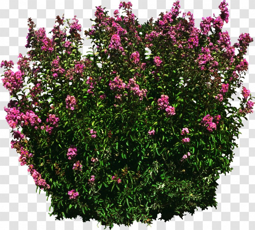 Subshrub Tree Perennial Plant Rose - Flowering Transparent PNG