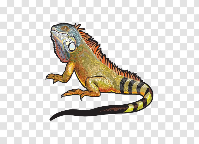 Lizard Green Iguana Vector Graphics Royalty-free Clip Art - Amphibian Transparent PNG