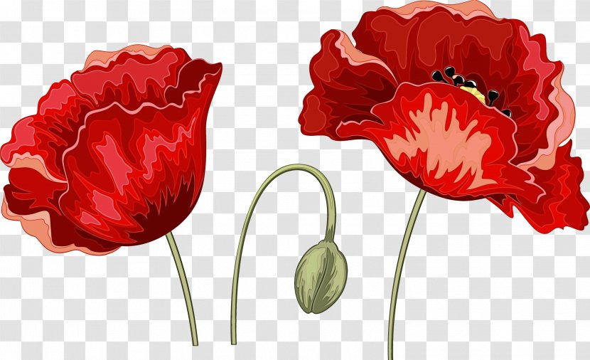 Red Flower Petal Plant Tulip - Corn Poppy - Coquelicot Transparent PNG
