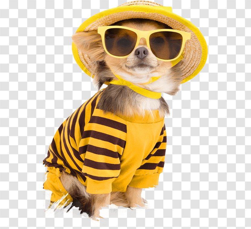 Chihuahua Puppy Clothing Pet Stock Photography - Membrane Winged Insect Transparent PNG
