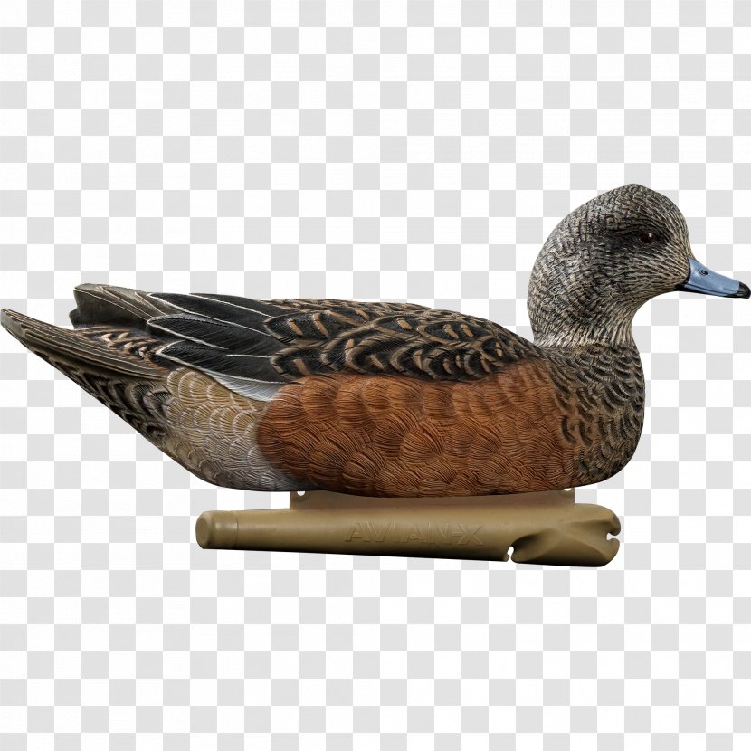 Mallard Duck Decoy Gadwall - Central Flyway Transparent PNG