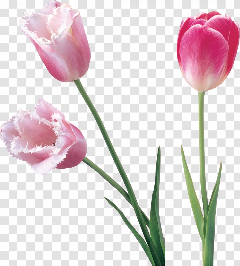 Tulip Cut Flowers Clip Art - Liliaceae Transparent PNG