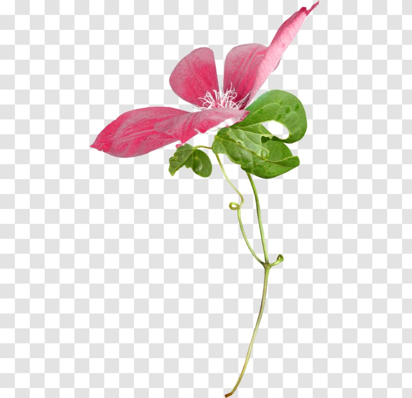 Pink Flower Cartoon - Petal - Pedicel Anthurium Transparent PNG