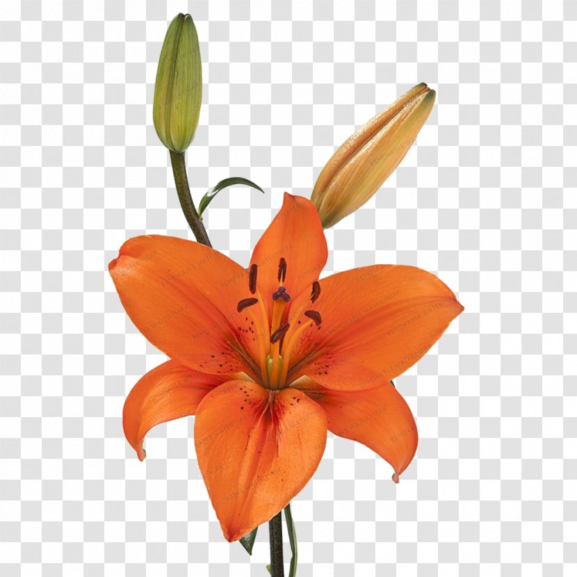 Orange Lily Golden-rayed Flower Tiger Plant Stem - Family - Burgundy Asiatic Lilies Transparent PNG