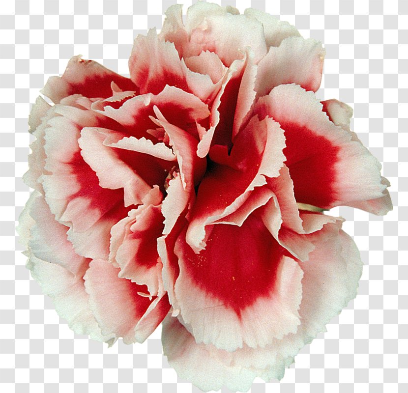 Carnation Cut Flowers Peony Flower Bouquet Transparent PNG