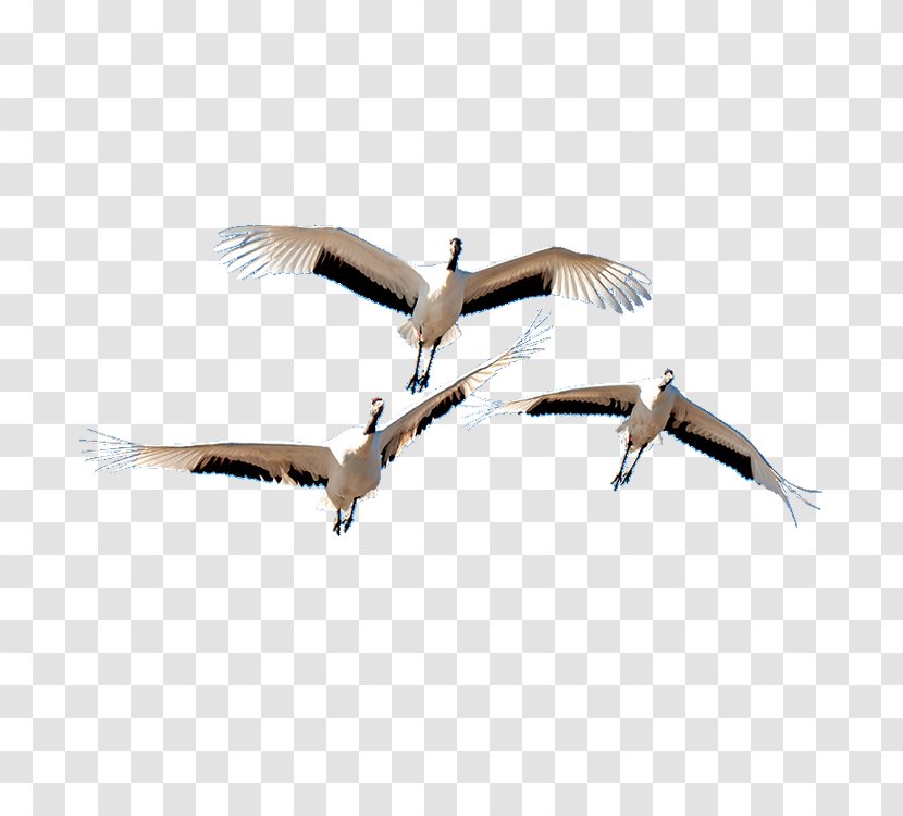 Bird Crane Beak Goose Cygnini - Big Transparent PNG