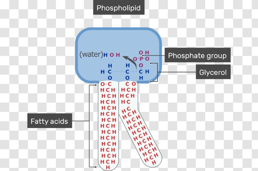 Cell Membrane Lipid Bilayer Phospholipid Biological - Brand Transparent PNG